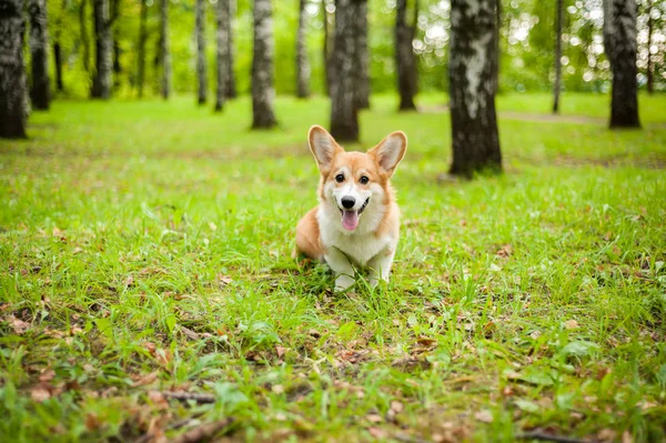 Corgi hond glimlach en gelukkig in de zomer zonnige dag — Stockfoto