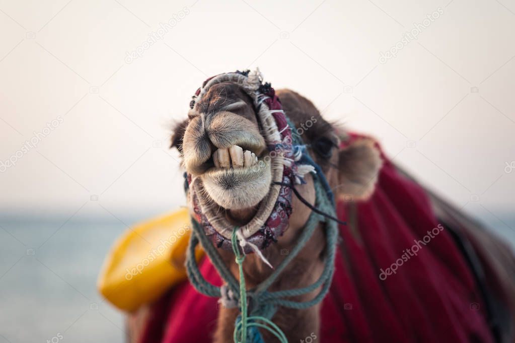 Camel in the Tunisian desert, funny close-up