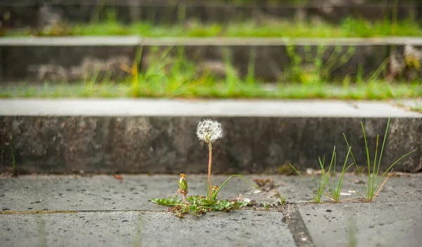 Dandelion plant in bloom breaking through the sidewalk. Will to live and strength of mind concept. Force of nature