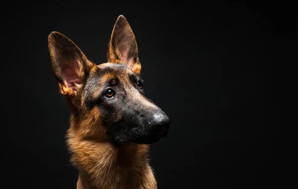 Portret Van Een Duitse Herder Voor Een Geïsoleerde Zwarte Achtergrond — Stockfoto