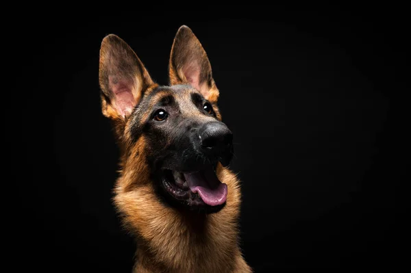 Portret Van Een Duitse Herder Voor Een Geïsoleerde Zwarte Achtergrond — Stockfoto