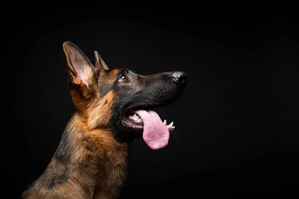 Porträtt Tysk Herde Framför Isolerad Svart Bakgrund Närbild Tysk Herde — Stockfoto