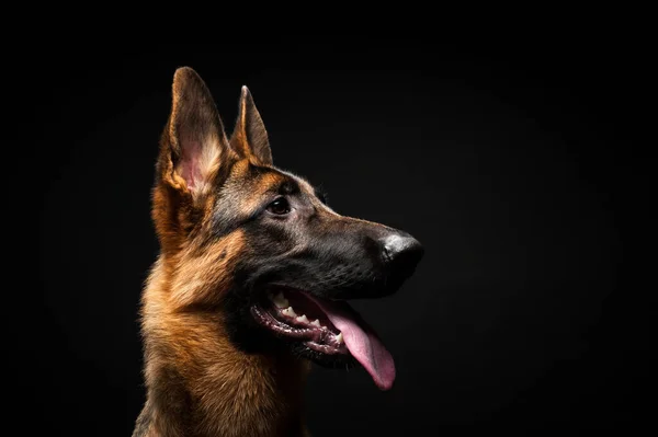 İzole edilmiş siyah bir arkaplan önünde bir Alman çoban köpeği portresi. Profil görünümlü bir Alman çoban köpeğinin yakın çekimi siyah arkaplanı izole etti.