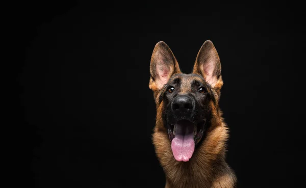 Portret Van Een Duitse Herder Voor Een Geïsoleerde Zwarte Achtergrond — Stockfoto