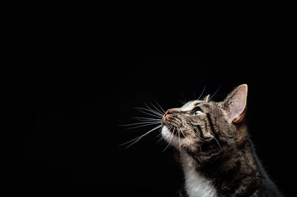 Gato Adulto Puro Fotografado Estúdio Sobre Fundo Preto Retrato Close — Fotografia de Stock