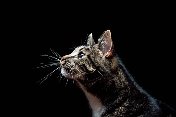 Thoroughbred Adult Cat Photographed Studio Black Background Close Portrait — Stock Photo, Image