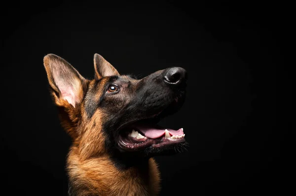 Portret Van Een Duitse Herder Voor Een Geïsoleerde Zwarte Achtergrond — Stockfoto