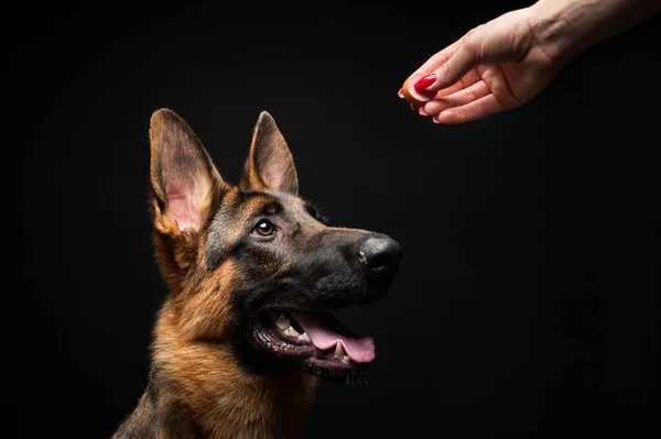 Una Mujer Alimenta Cachorro Pastor Alemán Mano Primer Plano Sobre — Foto de Stock