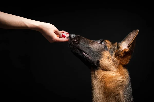 Uma Mulher Alimenta Cachorro Pastor Alemão Sua Mão Close Fundo — Fotografia de Stock