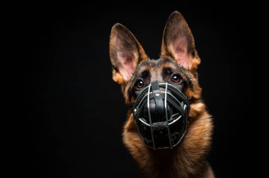 İzole edilmiş siyah bir arkaplan önünde bir Alman çoban köpeği portresi. Metal ağızlıklı bir Alman çoban köpeğinin yakın çekimi, izole edilmiş siyah arkaplan görüntüsü.