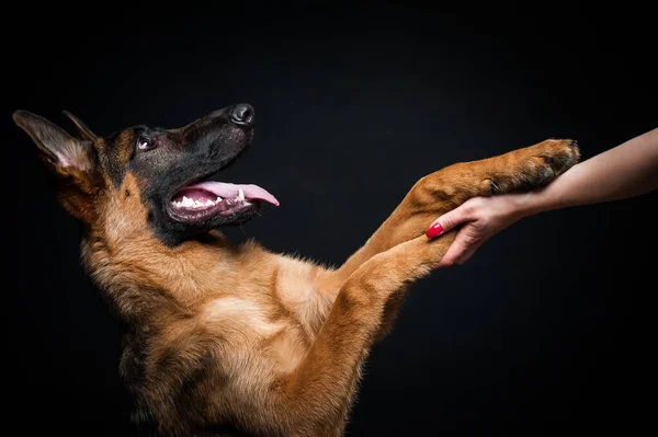 Uma Mulher Alimenta Cachorro Pastor Alemão Sua Mão Close Fundo — Fotografia de Stock