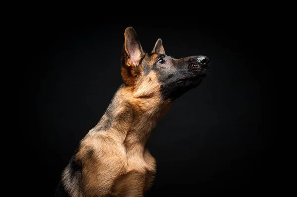 隔離された黒い背景の前にドイツの羊飼いの肖像画 隔離された黒の背景のプロフィールでドイツの羊飼いのクローズアップ — ストック写真