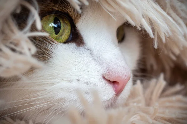 Kattens Ansikte Ser Från Filten Inne Huset Närbild Hennes Ögon — Stockfoto