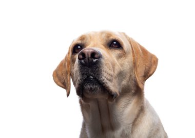 İzole edilmiş beyaz bir arka planda Labrador Retriever köpeğinin portresi. Çok neşeli ve mutlu..