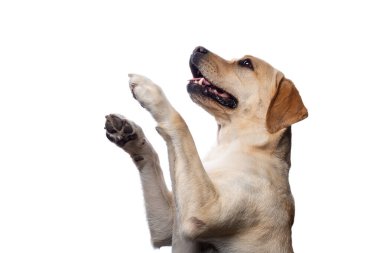İzole edilmiş beyaz bir arka planda Labrador Retriever köpeğinin portresi. Çok neşeli ve mutlu..