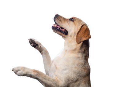 İzole edilmiş beyaz bir arka planda Labrador Retriever köpeğinin portresi. Çok neşeli ve mutlu..