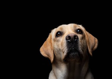 İzole edilmiş siyah bir arka planda Labrador Retriever köpeğinin portresi. Çok neşeli ve mutlu..