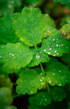 Chelidonium majus 'a çiy damlaları düşer. Tıbbi özellikleri olan önemli bir tıbbi bitki. Avrupa ormanlarında yetişiyorlar..