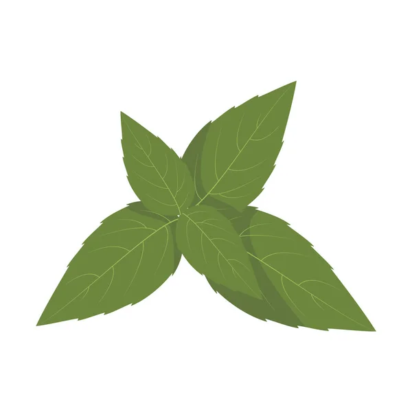 Vector Basil Illustration Isolated Cartoon Style Herbs Species Series — Stock Vector