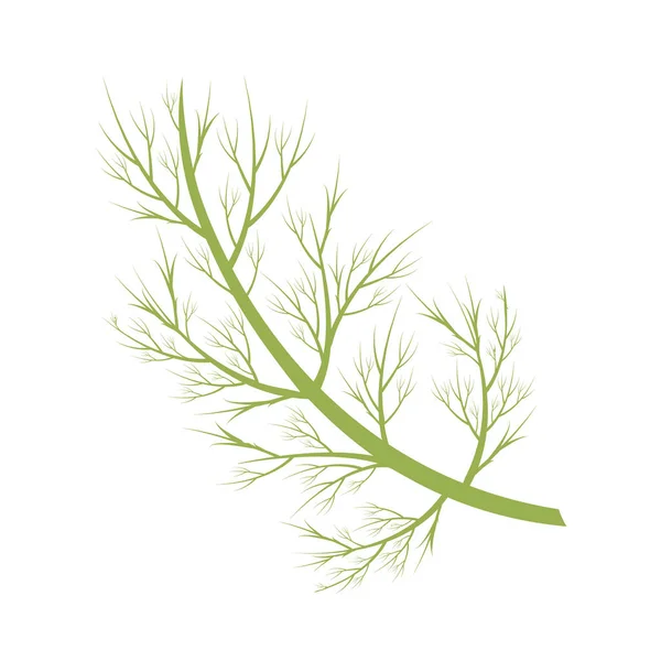 Vector Dill Illustration Isolated Cartoon Style Herbs Species Series — Stock Vector