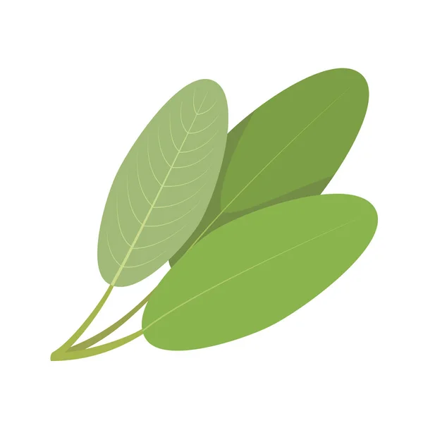Vector Sage Illustration Isolated Cartoon Style Herbs Species Series — Stock Vector