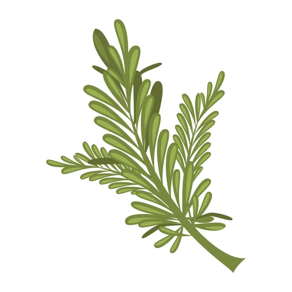 Vector Rosemary Illustration Isolated Cartoon Style Herbs Species Series — Stock Vector