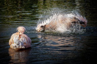 Dinamik Karşıtlık: Güneşli Sularda Sakin ve Dayanıklı Pelikanlar