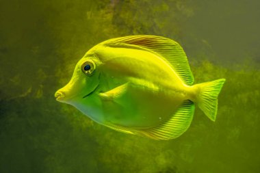 Tropikal bir akvaryumda yüzen güzel, parlak sarı bir balık.