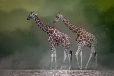 Two giraffes standing side by side looking into the distance wit