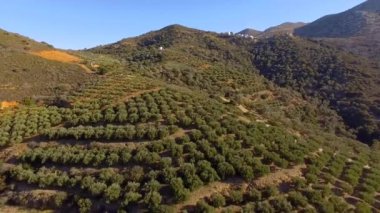 Düşük uçuş üzerinde ağaçlar, Genç zeytin ağaçları oluşturan A Deniz, yeşil gölgelik