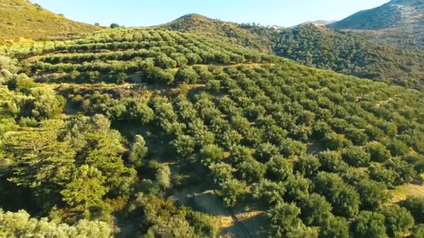 Bajo vuelo sobre los árboles de olivos jóvenes formando un mar de dosel verde — Vídeo de stock