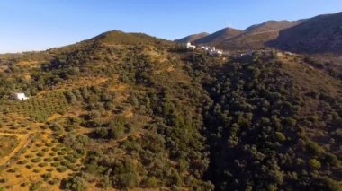 Düşük uçuş üzerinde ağaçlar, Genç zeytin ağaçları oluşturan A Deniz, yeşil gölgelik