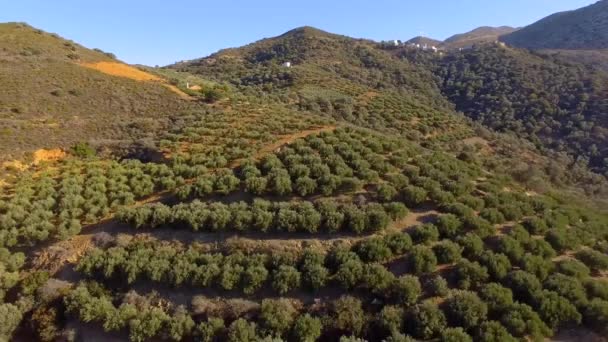 Χαμηλή πτήση πάνω από ελιές δέντρα σχηματίζοντας μια θάλασσα του πράσινο κουβούκλιο — Αρχείο Βίντεο