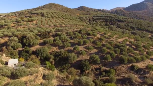 Esta es una filmación aérea de un bosque de olivos — Vídeo de stock