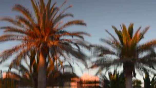 Palmbomen tot uiting in het wateroppervlak van een zwembad. Abstract, ontspanning — Stockvideo