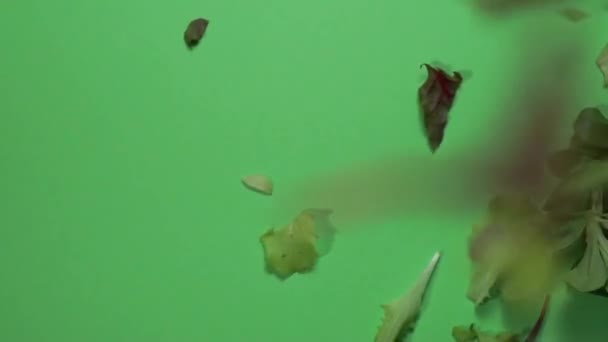 Macro vidéo de mélange de différentes feuilles de salade verte fraîche tombant sur l'assiette. Feuilles de radicchio rouge et blanc, roquette, endive à feuilles frisées et frisée en rotation isolées. fond vert, lent — Video