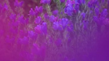 Mor çiçekler hafifçe bir bahar öğleden sonra üfleme. Mor lupine çiçekleri yalın bir volkanik manzara büyür