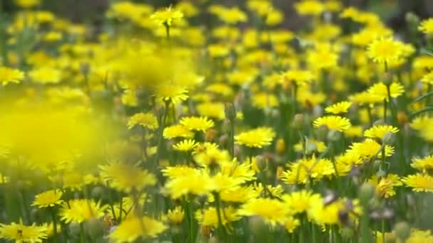 Flores de dente de leão em um campo na Suécia, Europa. Flores de dente de leão amarelo na grama verde no spring.closeup . — Vídeo de Stock