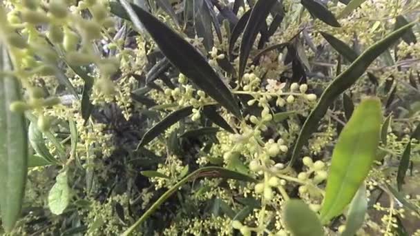 Las ramas de olivo en flor a punto de salir en primavera, el movimiento de la cámara suave . — Vídeo de stock