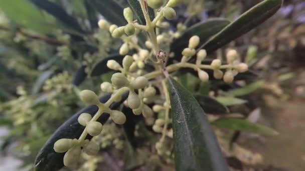 Ramos de azeitona em flor prestes a sair na primavera, movimento de câmara macia . — Vídeo de Stock