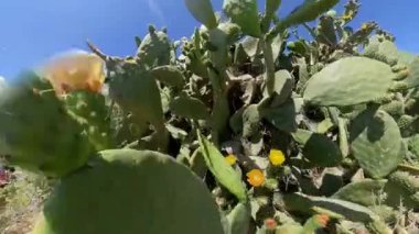 Santorini Yunan Adaları Kaktüsü