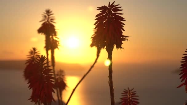 Pôr do sol Santorini ilha cidade baía cruzeiro forro panorama — Vídeo de Stock
