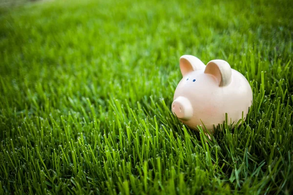 Ceramic pig for saving money outdoor on grass field