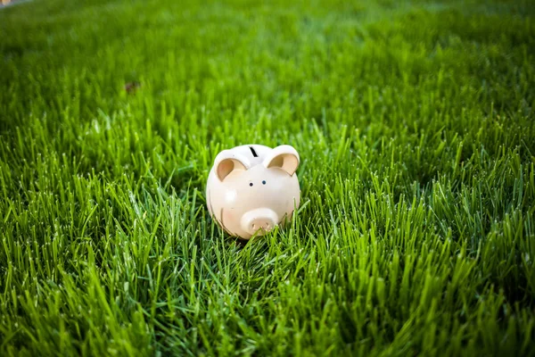 Ceramic pig for saving money outdoor on grass field
