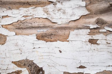 doğal ahşap doku yakın çekim