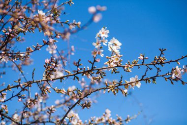 Bahar geçmiş ile pembe çiçek