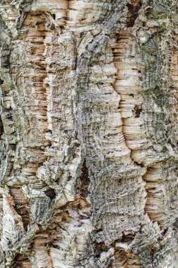 Ahşap dokusal arka plan tasarımı için