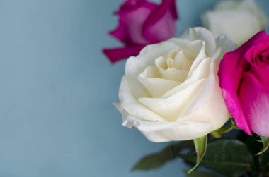 Pembe, mavi bir arka plan üzerinde beyaz gül