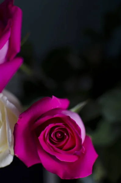 Rosa Weiße Rose Auf Dunklem Hintergrund — Stockfoto