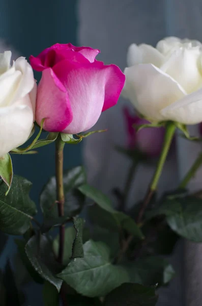 Rosa Weiße Rose Auf Blauem Hintergrund — Stockfoto